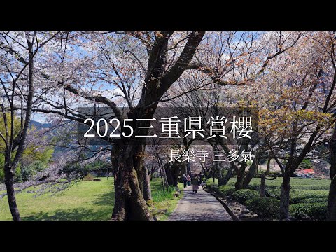 【三重縣春日賞櫻】 靜謐寺院遇見粉嫩秘境｜三多氣櫻花步道｜被遺忘的長樂寺