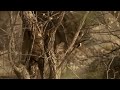 Walking With Wolves (1 min Promo)