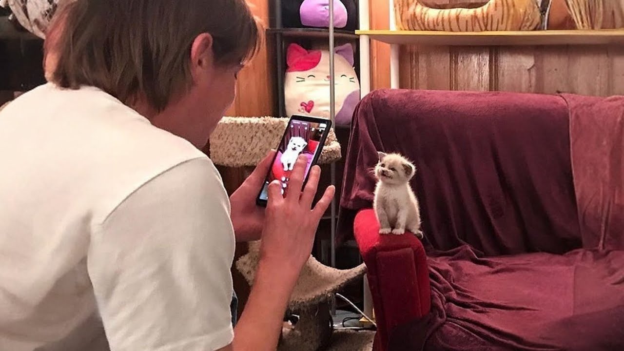 When You Live With a Smart CAT 😂 Funny Cats Videos 2026