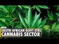Exclusive: South African government plans to formalize Cannabis market | WION Ground Report | World