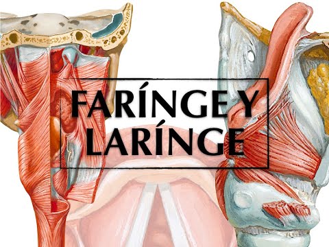 Video: Diferența Dintre Faringe și Laringe