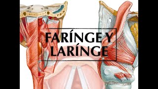 PHARYNX AND LARYNX