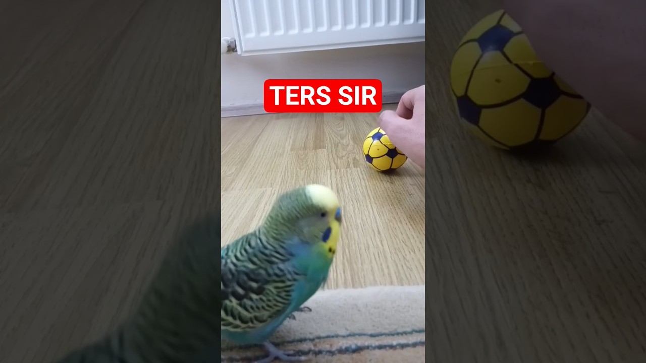 Kuşunuz Neden Bazen Ters Asılı Durur? Denge ve Zeka Oyunu!” 🐦 #muhabbetkuşu #birds #parrot