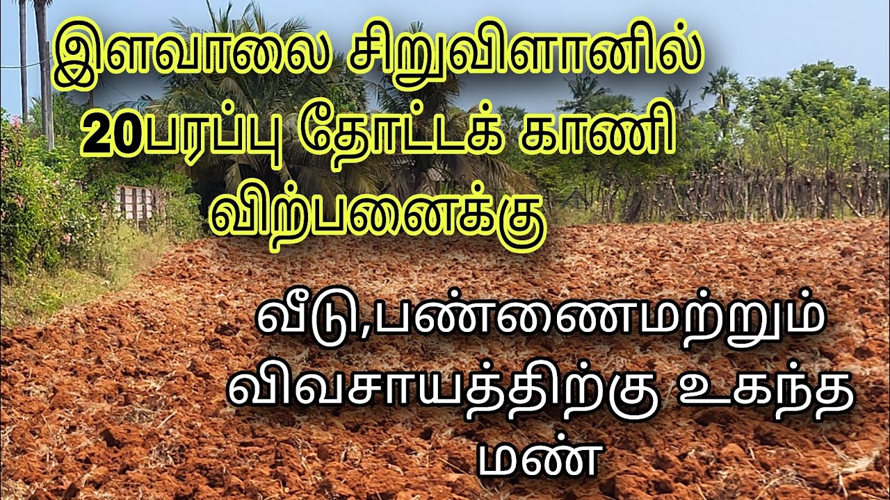 இளவாலை சிறுவிளானில்20பரப்பு தோட்டக் காணி விற்பனைக்கு#jaffna #villa #jaffnanews #home #landscape 