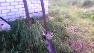 Кошка преодолевая трудности тащит котенка домой. Кошка преодолевая трудности тащит котенка домой.