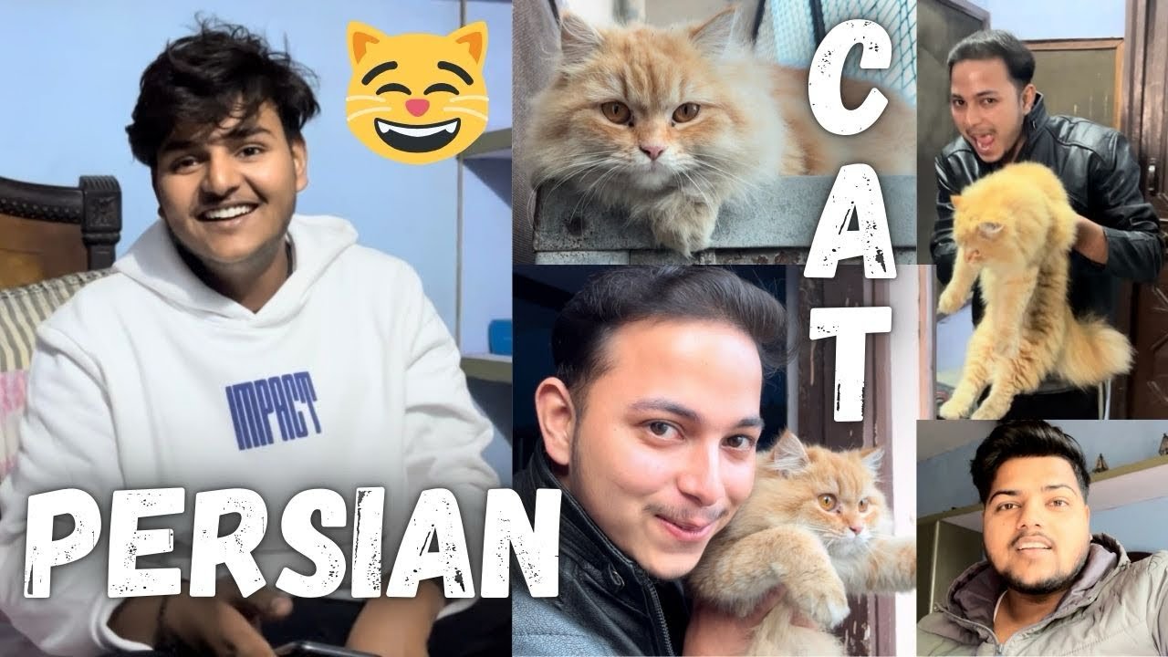 A PERSIAN CAT 😸 IN THE HOUSE 🏠😁