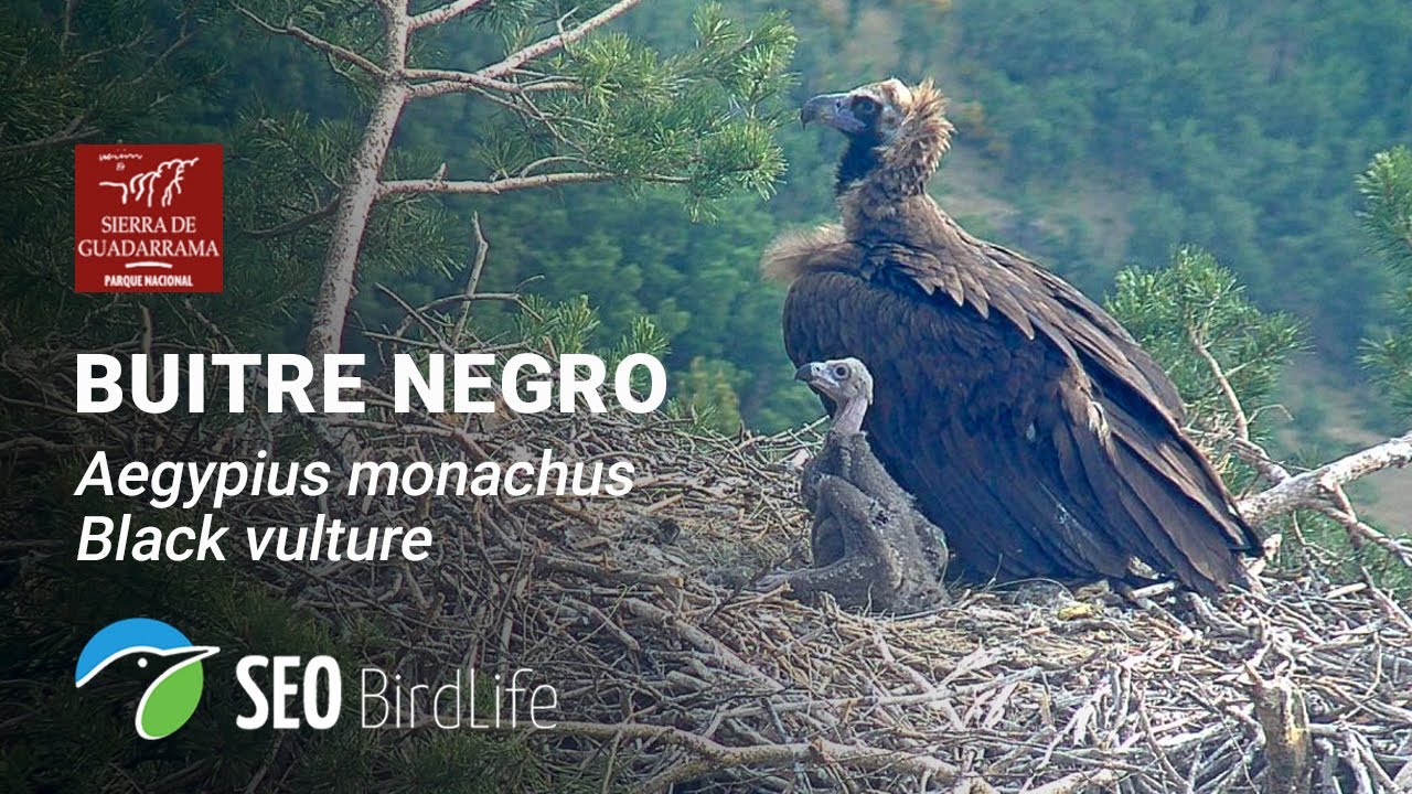 Buitre negro - Rascafría. Nido de 8CC -🔴DIRECTO P.N. Sierra de Guadarrama