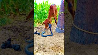 A Snake Tried To Attack A Small Cow