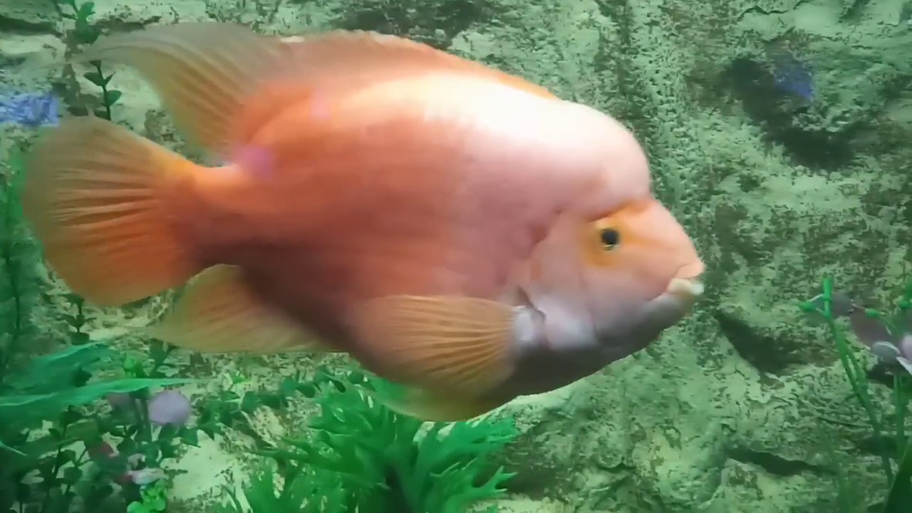 Udaipur aquarium YouTube