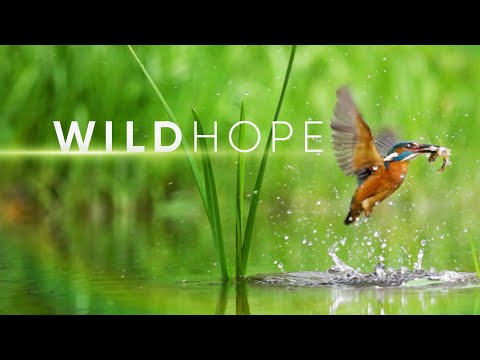 WILD HOPE | Digital Series | Official Trailer