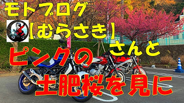 【モトブログ】プチツーリング お昼を食べながら 伊豆 土肥桜 を見に【GLADIUS400】【gitup git2P】