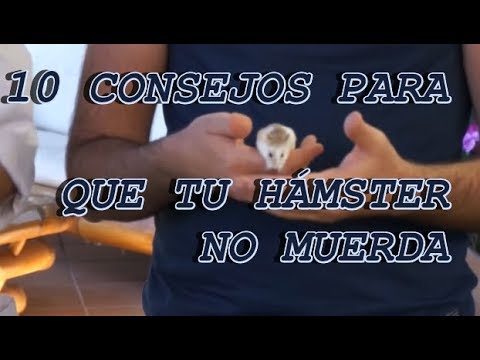 Video: Cómo Entrenar A Un Hámster