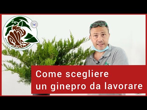 Video: Bonsai Di Ginepro: Come Realizzare Bonsai Cinesi, Da Giardino E Cosacchi Dal Ginepro Comune? Caratteristiche Dell'assistenza Domiciliare