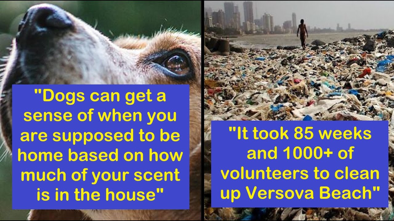 Facts So Fun, Even Your Brain Will Ask for Seconds | Happy And Fun