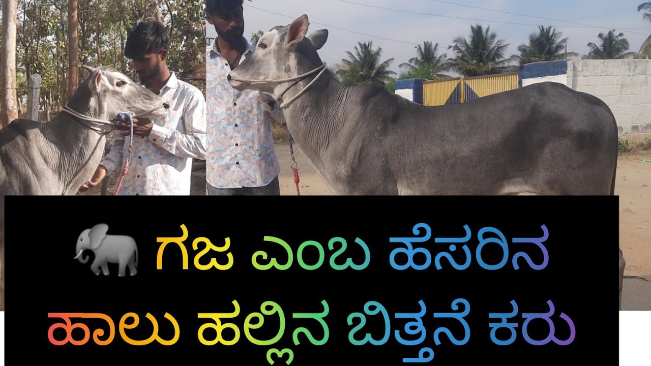 Upcoming fantastic stud bull hallikar male calf belongs to Appi,Thammannandoddi, Bidadi, Ramanagara