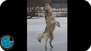 Incredibly Realistic Dancing Wolf