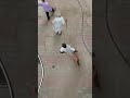 😂😂😂 ##funny #comedy #funnyvideos #fun #funtimes #shorts