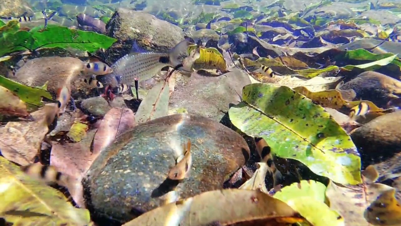 Lovely Video of Fish Underwater kn Karnataka