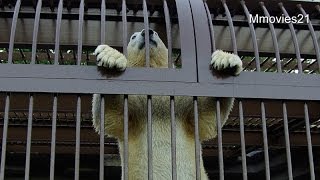 ポロロに加勢したララ、マルル怒る！