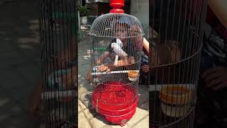 How To Bathe Lovebirds The Little Farmers Way birds lovebirds farmers stock