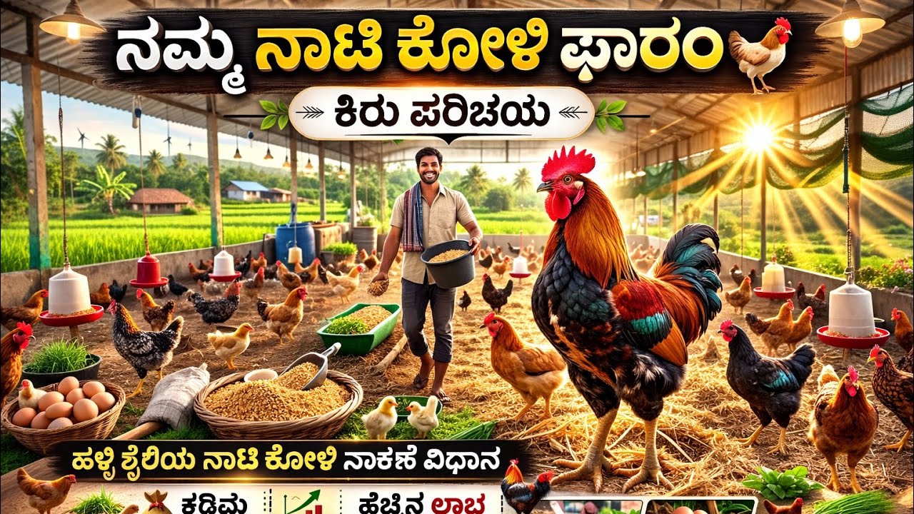 ನಮ್ಮ ನಾಟಿ ಕೋಳಿ ಫಾರಂ ಪರಿಚಯ // ನಮ್ಮ ಹಳ್ಳಿ ನಾಟಿ ಕೋಳಿ ಫಾರಂ // #NatiKoliFarm #DesiChickenFarm#VillageLife