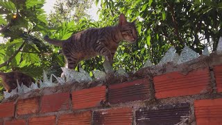 Cats walking on a spiked fence