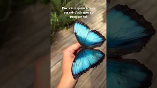 Le plus beau papillon du monde se pose sur toi 🦋#papillon #butterfly