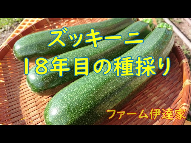 ズッキーニ18年目の種採り - YouTube