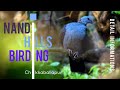 Birding at Nandi Hills Karnataka || Nandi Hills vlog || Birding in Bangalore