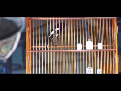 Suara Burung Kacer Wik Wik Wik Youtube