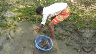 Boy catching Big catfish in Mud water | Best Hand fishing Video