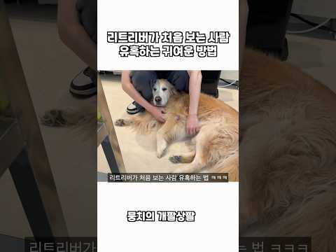 리트리버가 처음 보는 사람 유혹하는 귀여운 방법 ㅋㅋㅋ thumbnail
