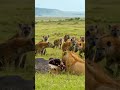 Why Hyenas Are Not Just Scavengers