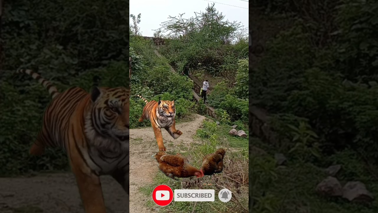 tiger ate chicken 🐔|tiger attack hen