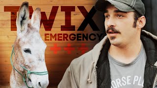 Twix's Medical Emergency | Horse Shelter Heroes S3E4