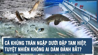 Cá khủng tràn ngập dưới đập Tam Hiệp, tuyệt nhiên không ai dám đánh bắt? | VTs