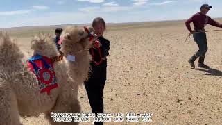 Dornogobi, baby camel festival