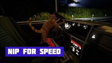 NIP FOR SPEED | Purr-fect Road Trip
