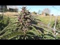 Farmer Dan's Outdoor Cannabis Tree Farm