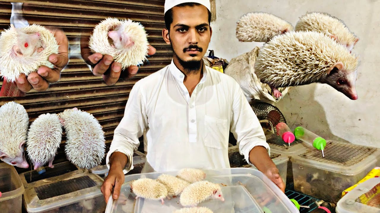 Hedgehog farm in india || albino hedgehog breeding Progress￼