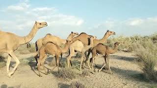 Camel Video #adventure #exploration #camelride #experience #destination