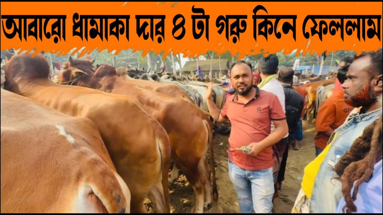 ১৭৯ - আবারো ধামাকাদার চারটা গরু কিনে ফেললাম গরু গুলো কেমন হয়েছে অবশ্যই জানাবেন