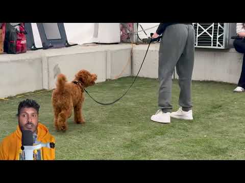 Train Your Dog with K9 Academy