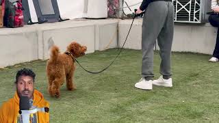 Train Your Dog with K9 Academy