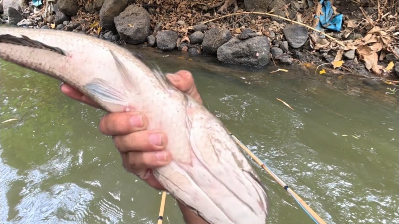 Chích Cá lóc , rô phi ,Cá lau kiếng  trên suối Rừng năm mới | xa quê vlog 