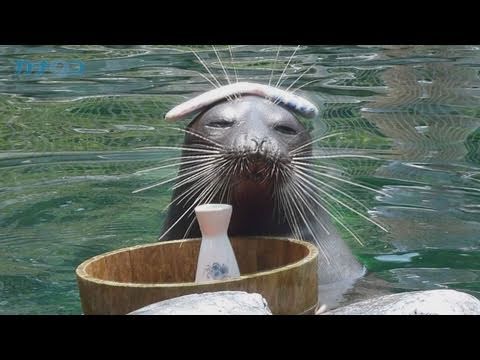Aquarium Favorites: Hakone-en Aquarium Edition - The Hot Spring