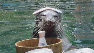 Aquarium Favorites: Hakone-en Aquarium Edition - The Hot Spring