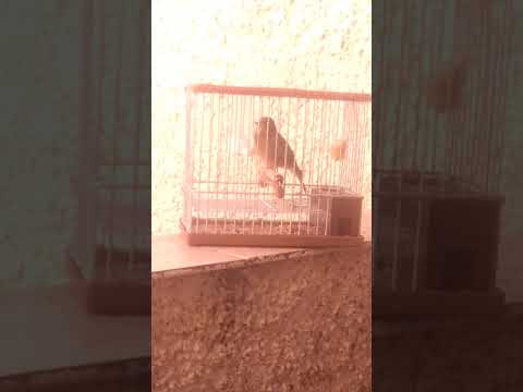 Pardillo campero 2021
