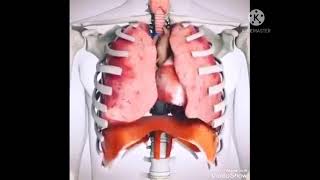 فديو موضح للجهاز التنفسي للصف الخامس الابتدائي (مدرسة النهروان الابتدائيه)
