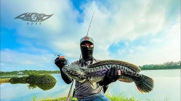 Hành trình săn lóc bông - La Ngà - Ngày trở lại ( Giant Snakehead )#RossFishing🇻🇳 #lure lóc bông